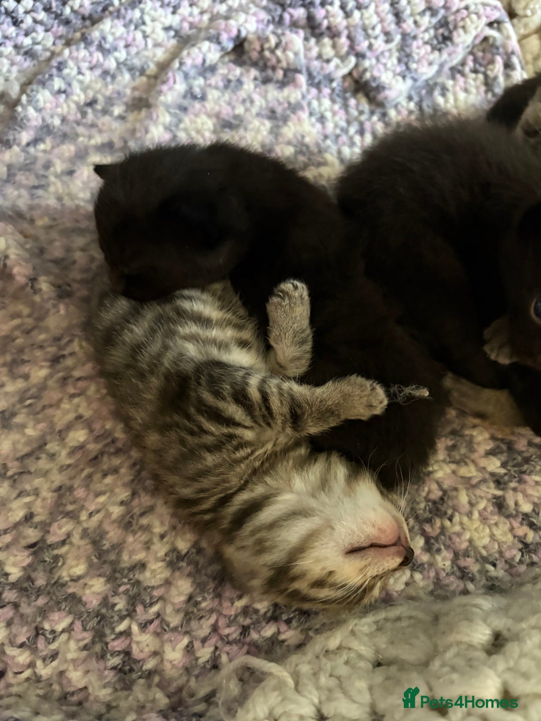 British Shorthair cats for sale: 5 British short hair kittens  - Image 7