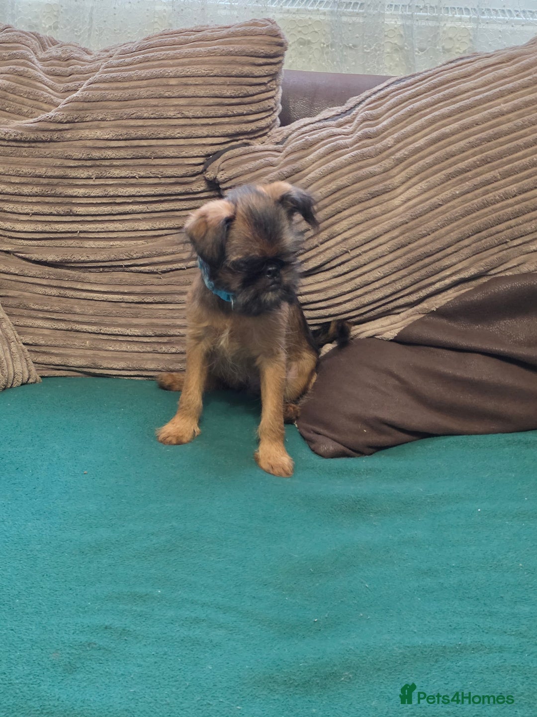 Griffon Bruxellois dogs for sale: Griffon Bruxellois KC registered - Advert 13