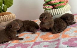 British Shorthair cats for sale: 🧶🍩Chocolate BSH boys ⭐️💎GCCF reg  - Image 8