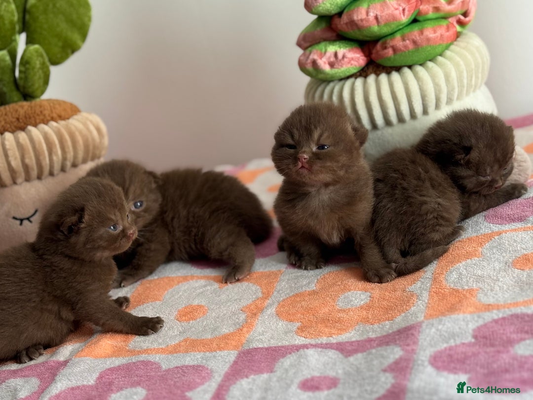 British Shorthair cats for sale: 🧶🍩Chocolate BSH boys ⭐️💎GCCF reg  - Image 8