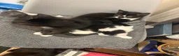 Mixed Breed cats for sale: Kittens  - Advert 7