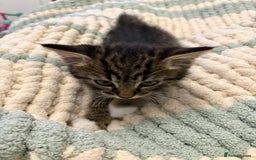Mixed Breed cats for sale: Mainecoon mix kitten - Advert 4