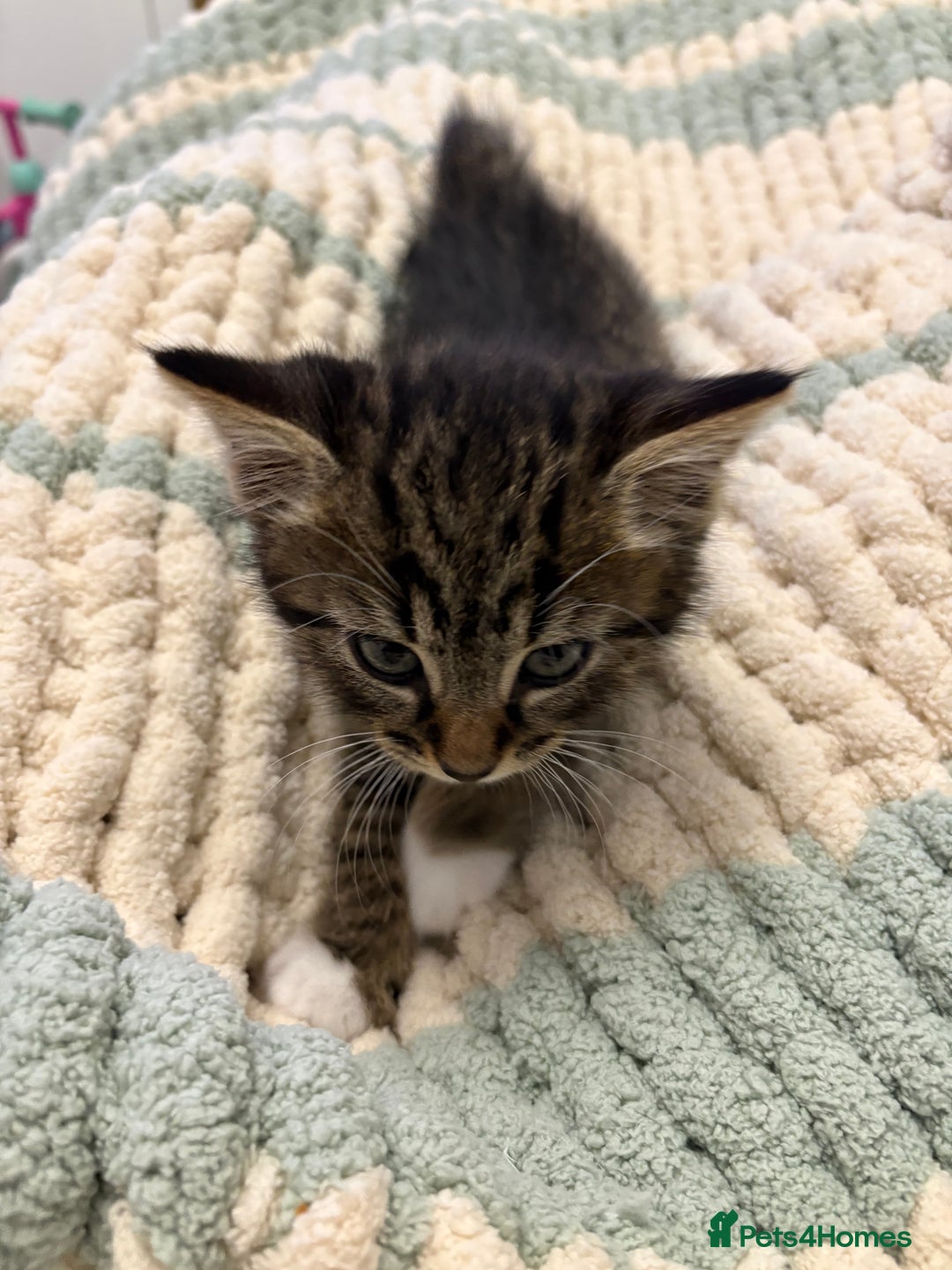 Mixed Breed cats for sale: Mainecoon mix kitten - Advert 4