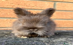 Angora rabbits for sale: English Angora  - Image 1