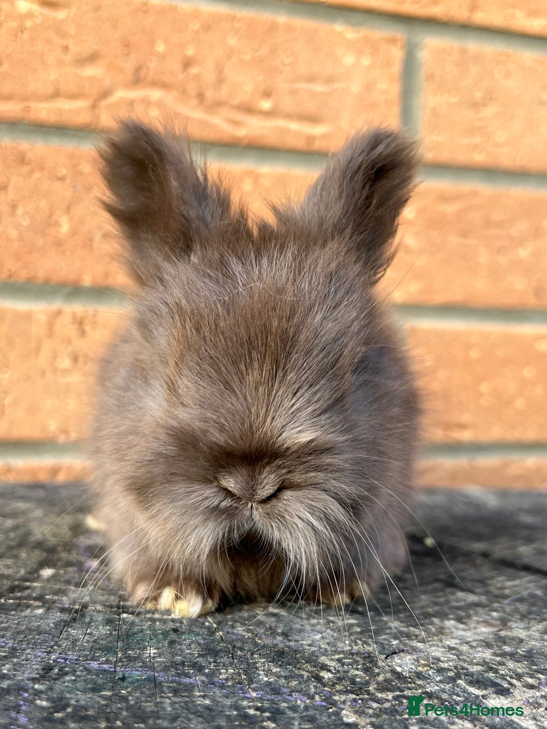 Angora rabbits for sale: English Angora  - Image 1