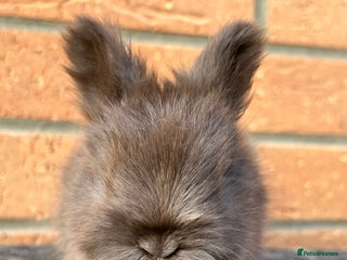 Angora rabbits English Angora - Advert 1