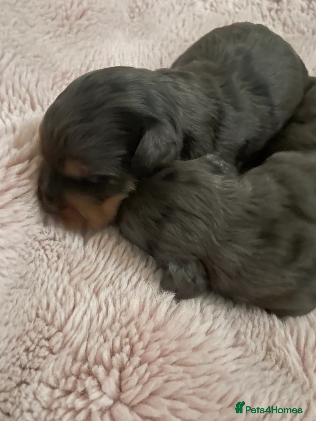 Cockapoo dogs for sale: 4 Toy cocker poos  - Advert 4