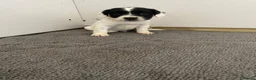 Sprocker dogs for sale: 🐶 Beautiful Sprocker Puppies – 5 Boys & 2 Girls ❤ in Sherborne - Advert 6