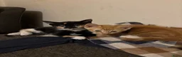 Mixed Breed cats for sale: Five beautiful kittens  in Witney - Advert 3
