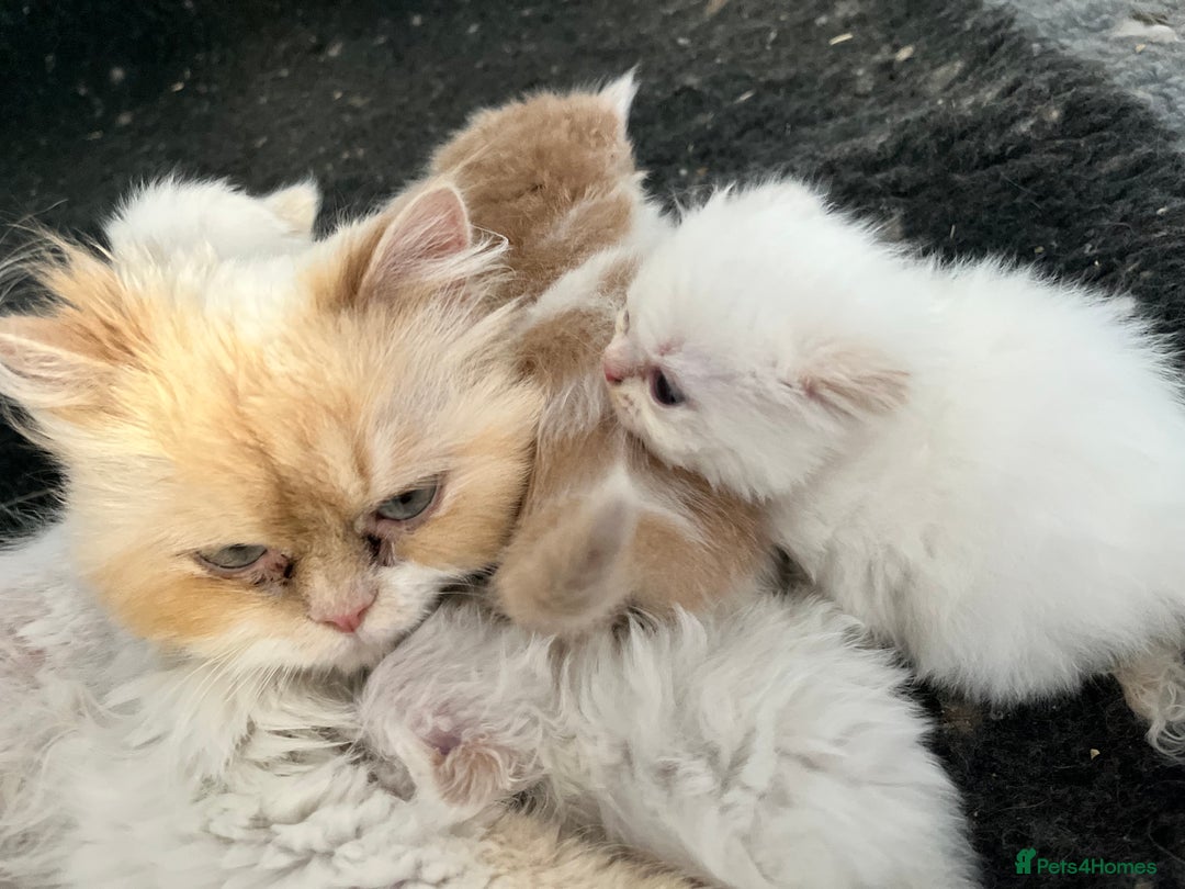 Ragdoll cats for sale: Stunning Ragdoll x Persian kittens.  - Image 14