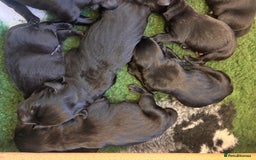 Labrador Retriever dogs for sale: Labrador retriever puppies  - Image 10