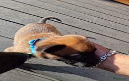 Belgian Shepherd Dog dogs for sale: Beautiful Belgian Malinois Puppies  - Image 3