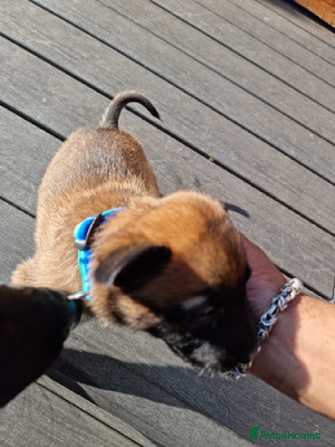 Belgian Shepherd Dog dogs for sale: Beautiful Belgian Malinois Puppies  - Image 3