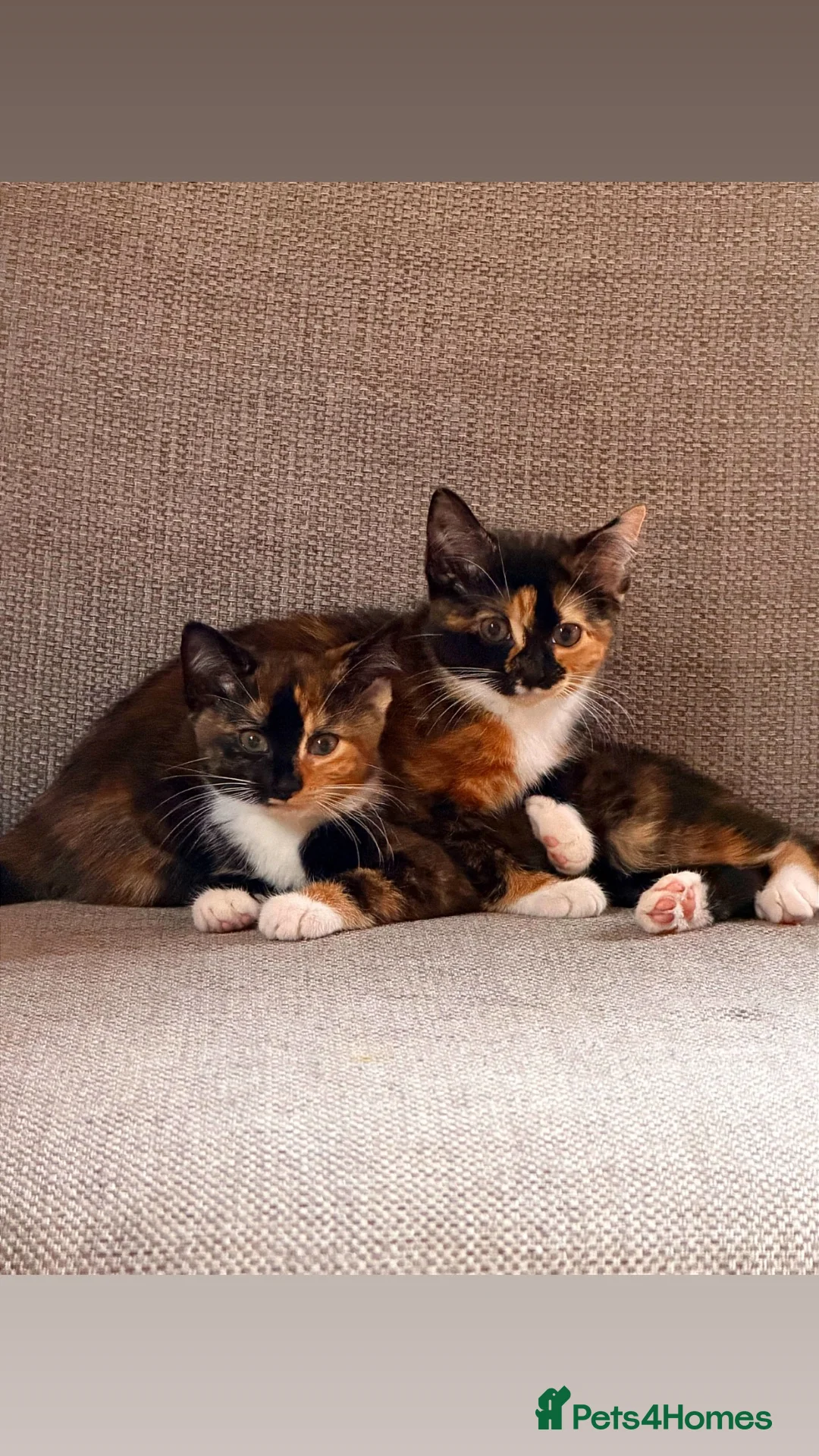 Mixed Breed cats for sale: Two female kittens for sale  - Advert 2