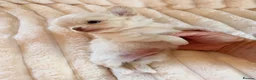 Chihuahua dogs for sale: 3 beautiful chihuahua boys Kc reg - Advert 7