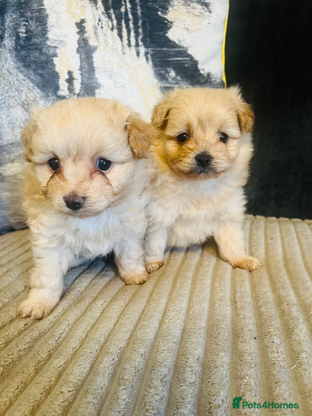 Pomapoo dogs for sale: Stunning pomapoo puppys  - Advert 13