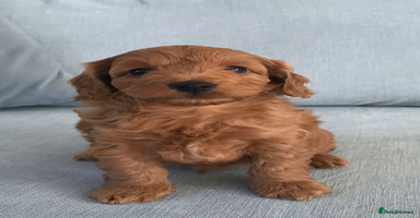 Cockapoo dogs - Advert 6