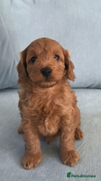 Cockapoo dogs - Advert 14