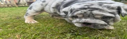 English Bulldog dogs for sale: Top Quality English Bulldog Pups Not Your Usual  in Colchester - Advert 30