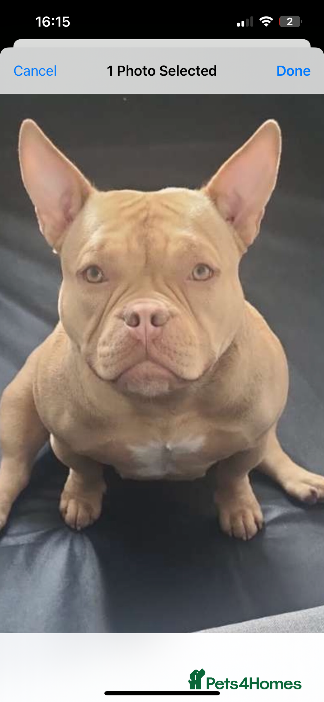 American Bully dogs for sale: 3 American bully’s males  - Advert 1