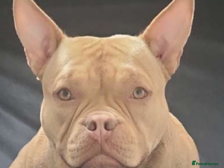 American Bully dogs 3 American bully’s males - Advert 1