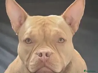 American Bully dogs 3 American bully’s males - Advert 2