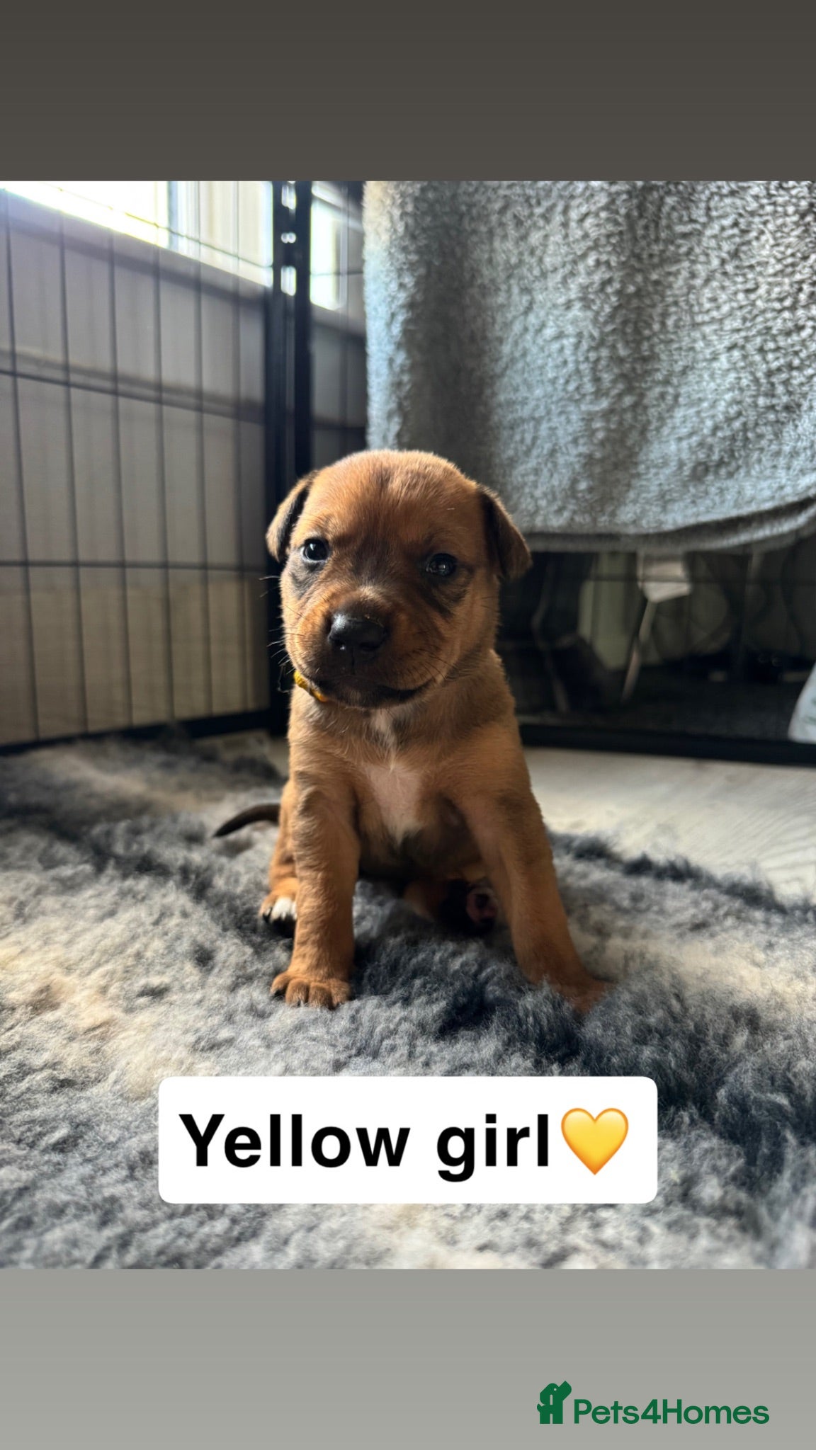 Mixed Breed dogs Rottweiler X Staffy Puppies - Advert 1