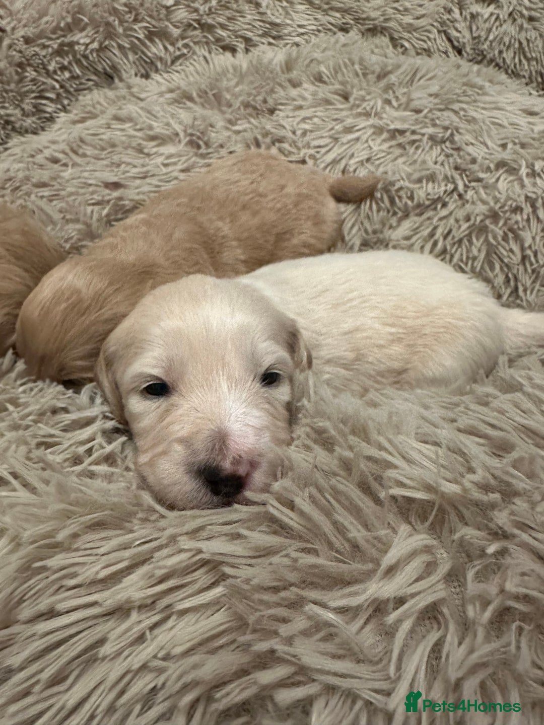 Mixed Breed dogs for sale: Australian double doodles  - Advert 9