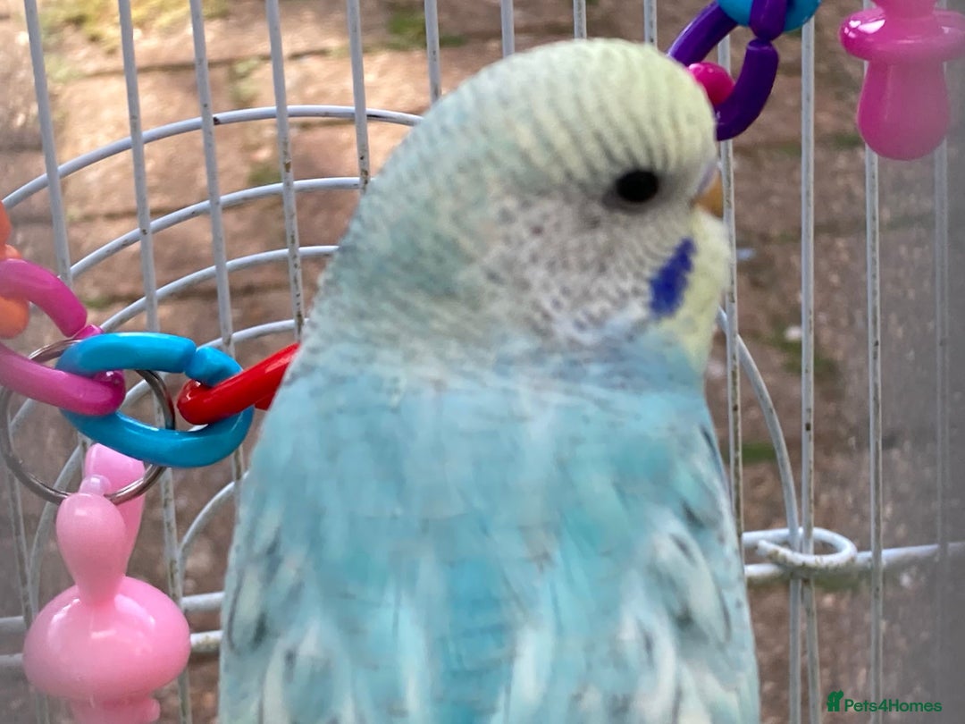 Budgerigars birds for sale: Young budgies for sale in Norbury - Image 10