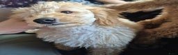 Toy Poodle dogs for sale: Toy poodle boy  - Advert 10