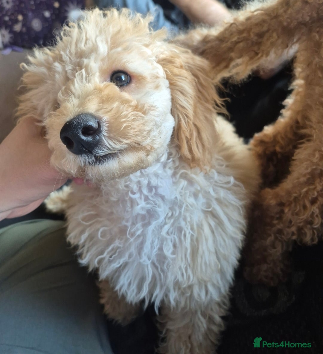Toy Poodle dogs for sale: Toy poodle boy  - Image 7