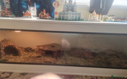 Hermann Tortoise reptiles for sale: Herman tortoise - Image 2