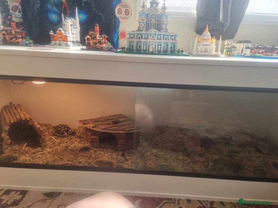 Hermann Tortoise reptiles for sale: Herman tortoise - Image 2