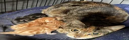 Mixed Breed cats for sale: KITTENS LOOKING FOR HOMES in Malton - Advert 3