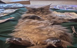 Maine Coon cats for stud: Maine Coon boy for stud - Image 4