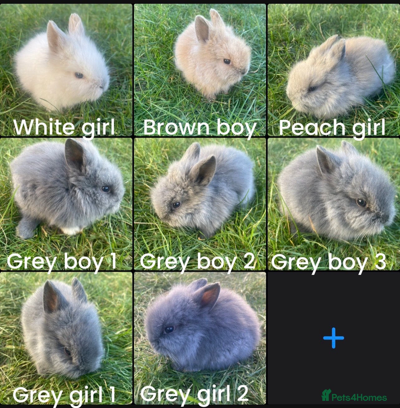 Lionhead rabbits Adorable Lionhead bunnies - Advert 13