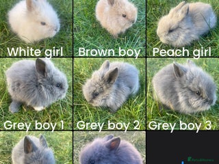Lionhead rabbits Adorable Lionhead bunnies - Advert 13
