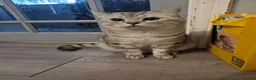 British Shorthair cats for sale: 🐱silver/Brown tabby British Shorthair 🐱 - Advert 14