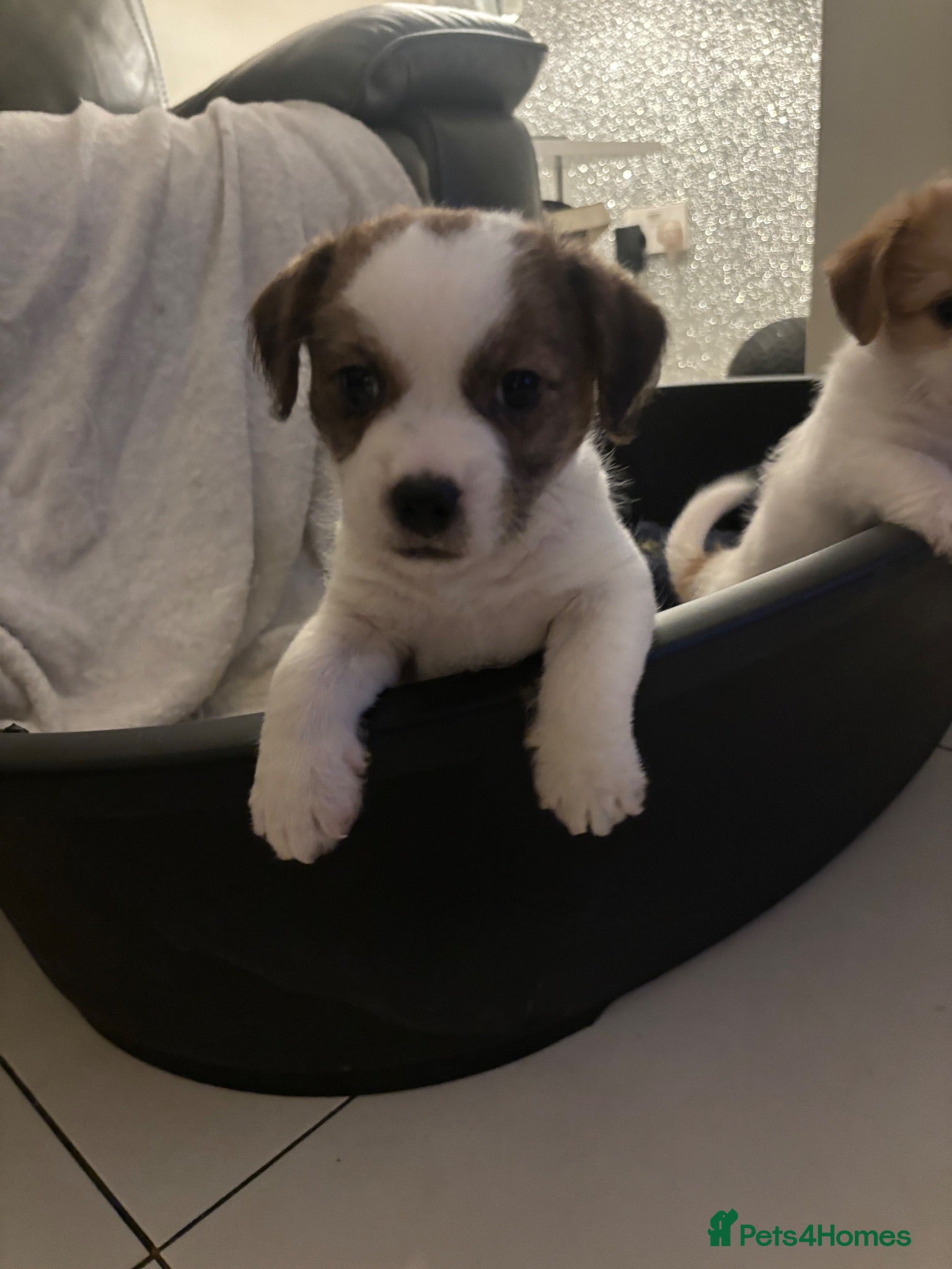 Mixed Breed dogs JACKTZU PUP FOR SALE £450 - Advert 1