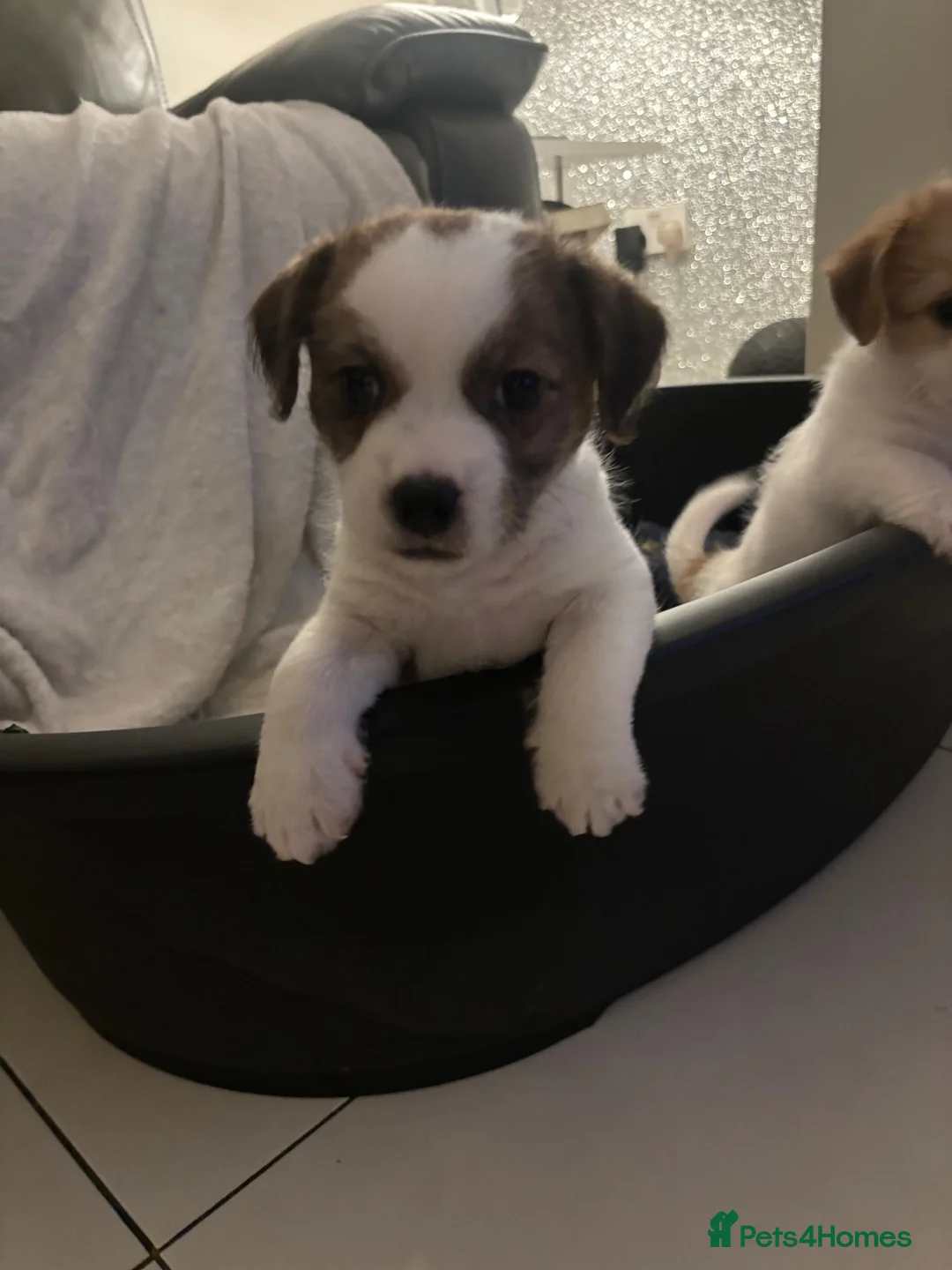 Mixed Breed dogs for sale: JACKTZU PUP FOR SALE £450 - Advert 1