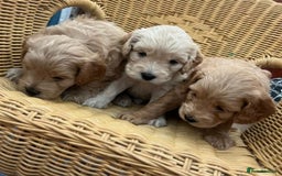 Cockapoo dogs for sale: Beautiful litter of cockapoos - Image 30
