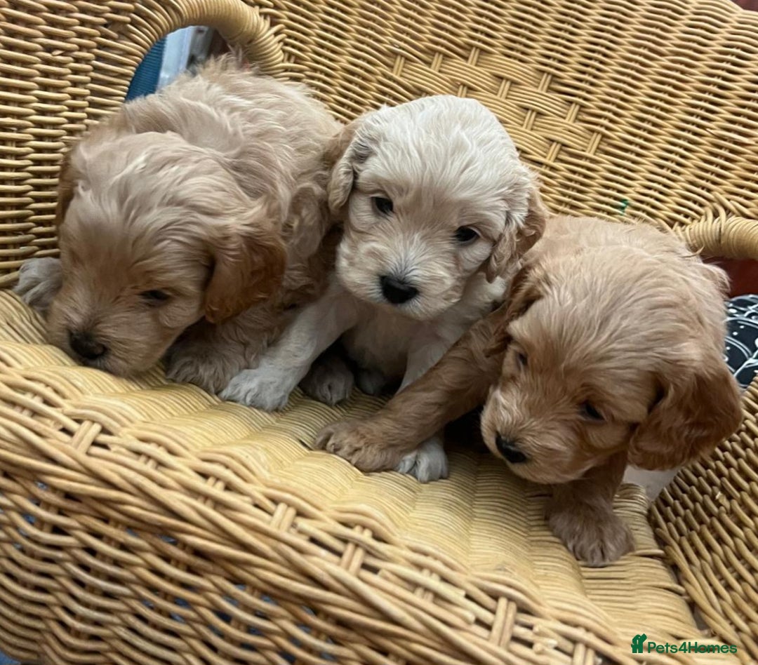 Cockapoo dogs for sale: Beautiful litter of cockapoos - Image 30