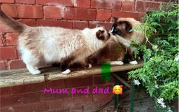 Ragdoll cats for sale: TICA Pedigree Ragdolls 💎✨ - Image 23