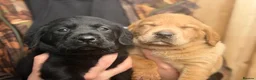 Labrador Retriever dogs for sale: Stunning Kc Registered pups.  - Advert 2