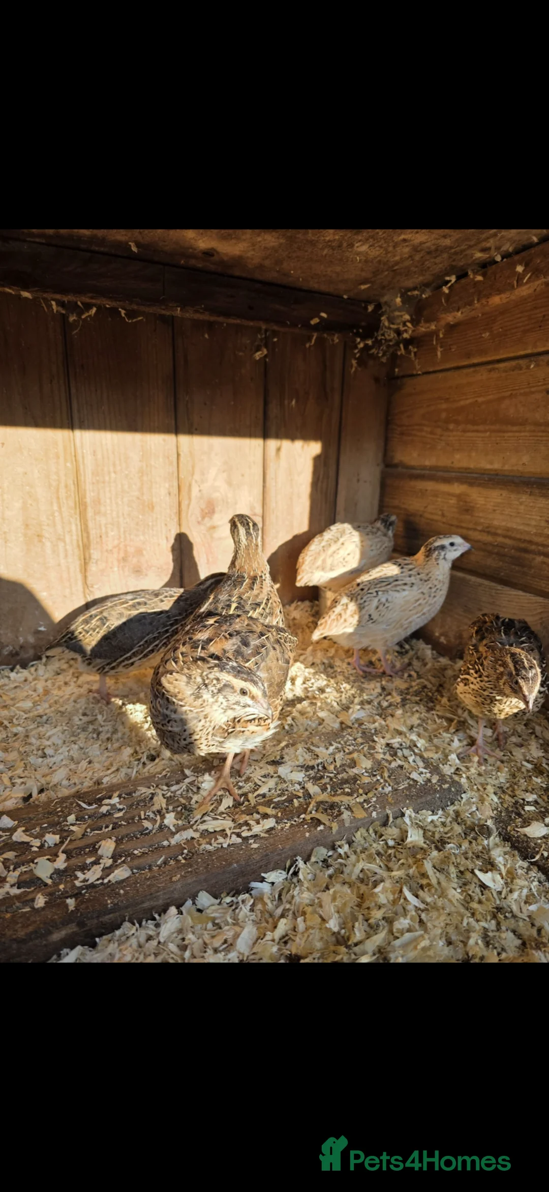 Quail poultry for sale: Quail eggs for sale - Advert 1