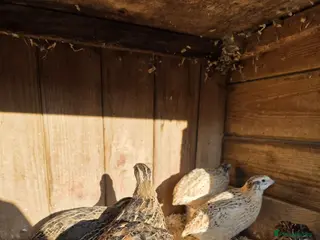 Quail poultry Quail eggs for sale - Advert 3