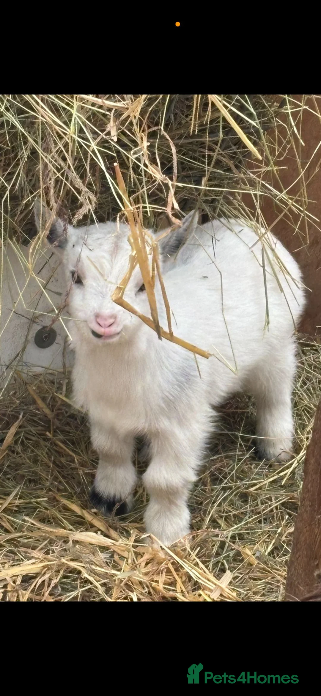 Goats livestock for sale: Small pygmy goats  - Advert 1
