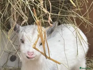 Goats livestock Small pygmy goats - Advert 2