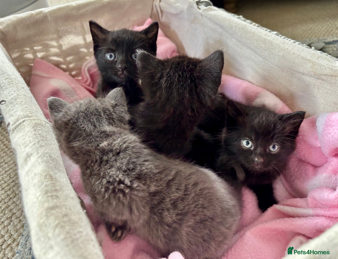 Domestic Shorthair cats for sale: Beautiful Kittens for sale  - Image 6