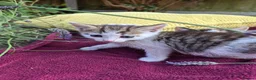 Mixed Breed cats for sale: Adorable Kittens for Sale – 3 Boys, 2 Girls in London - Advert 20